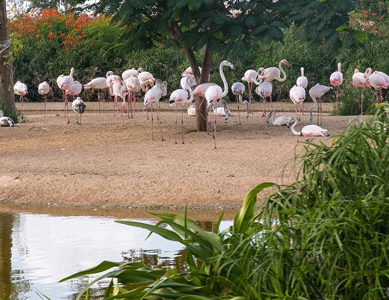 Dubai Safari soft opened