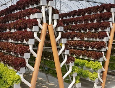 Pegasus Food Futures showcased new crop growing method in Abu Dhabi