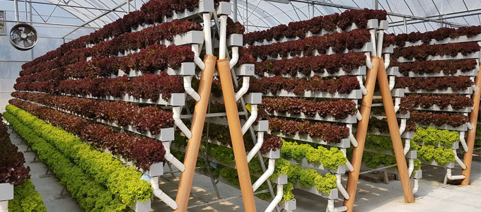 Pegasus Food Futures showcased new crop growing method in Abu Dhabi