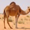 GCC camel dairy market worth over USD 427 million