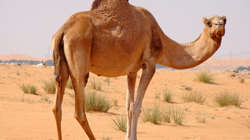GCC camel dairy market worth over USD 427 million