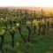 Fine Vines: Lebanese wine