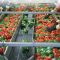 7 ways food processing delivers healthierfood products