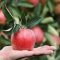 MENA import of French apples grew by over 16 percent in 2020