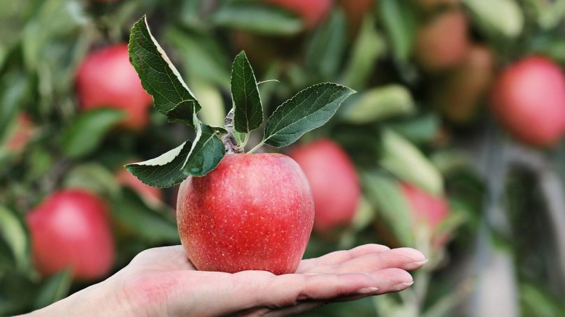 MENA import of French apples grew by over 16 percent in 2020