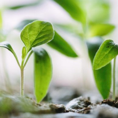 Planting the seed : how to empower the next generation