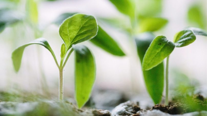 Planting the seed : how to empower the next generation