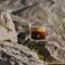 Organic coffee blend AMAHA awe UGANDA by Nespresso is launched in the UAE as part of its Reviving Origins program
